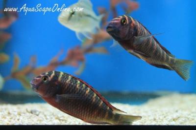 Tropheus Fire Cracker 2.5" (Tropheus sp. "Moliro")