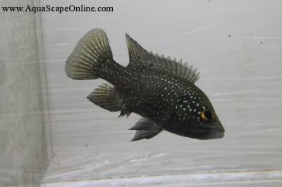 Paratillapia Bleekeri 2.5" (Small Spot)