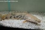 Endlicheri Birchir 12"-14"(Polypterus Endlicheri)