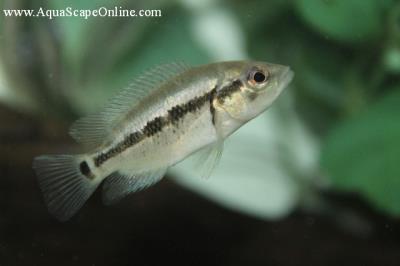 Dovii Cichlid (Wolf) 2"-3" (Parachromis dovii)