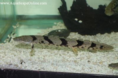 Polypterus Delhezi 4"