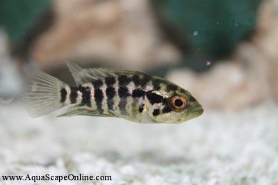 Jaguar Cichlid 1"-1.5" (Parachromis managuensis)