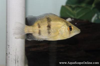 Myersi Basketmouth Cichlid 3"-3.5" (Caquetaia Myersi)