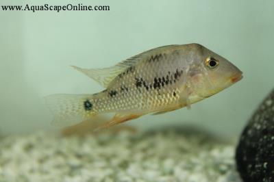 Pellegrini Geophagus (Yellow Head) 3"-3.5" (Geophagus Pellegrini)