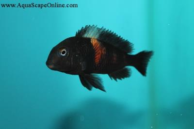 Tropheus Moorii Red Belt 2.5" (Tropheus sp. "Red Belt")