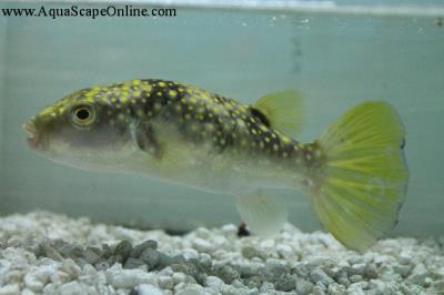 Snowflake Puffer 5" (Arothron firmamentum)