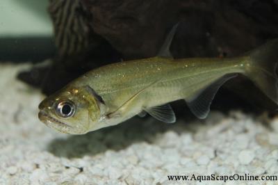 Hydrolycus Armatus 7"-8"