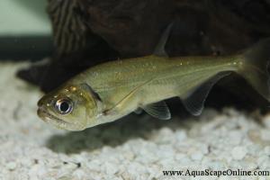 AquaScapeOnline, Online fish store that sells piranhas ...
