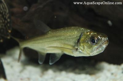 Saber Tooth Tetra (Hydrolycus Armatus)