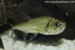 Saber Tooth Tetra (Hydrolycus Armatus)