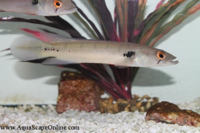 Red Atabapo II 12"-14" (Crenicichla Atabapo)