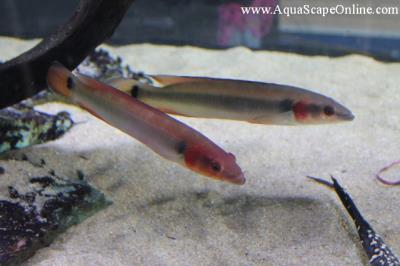 Red Atabapo 2-3" (Crenicichla Atabapo)