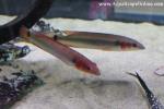 Red Atabapo 2-3" (Crenicichla Atabapo)