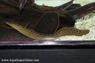 Black Spotted Eel 5" (Mastacembelus Dayi)