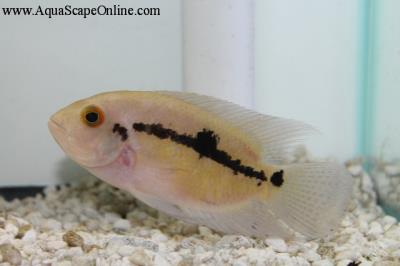 Chocolate Cichlid 3" ( Hypselecara Temporalis)