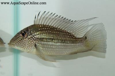Geophagus Jurupari 6"-8" (Satanoperca Jurupari)