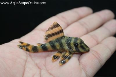 L-271 Brazilian Tiger Pleco 3" (Panaqolus sp.)