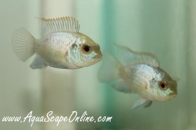 Electric Blue Acara Cichlid 2.5"-3.5" (Andinoacara Pulcher)