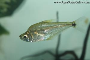 Glass Headstander 3.5" (Charax Gibbosus)