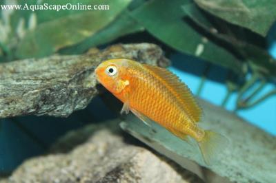 Tropheus Golden Firecracker 2.5"-3" (Tropheus Moorii)