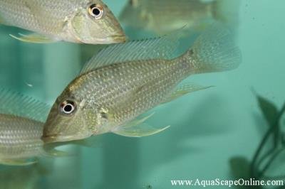 Geophagus Jurupari 4"-4.5" (Satanoperca Jurupari)