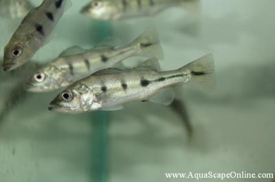 Peacock Bass Kelberi (Bahia) 4" (Cichla Kelberi)