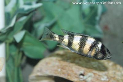 Hap Obliquidens 2" (Astatotilapia Latifasciata)