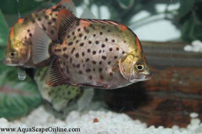 Ruby Red Scat 3.5" (Scatophagus rubrifrons)