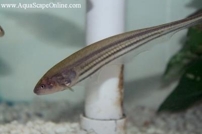 Transparent Knifefish 4"  (Eigenmania Virecens)