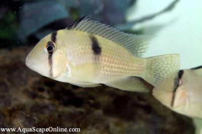 Bandit Cichlid 3" (Guianacara Geayi)