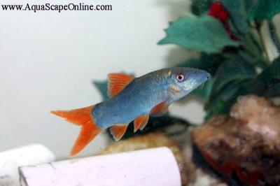 Redtail Blue Botia 2" (Yasuhikotakia modesta)