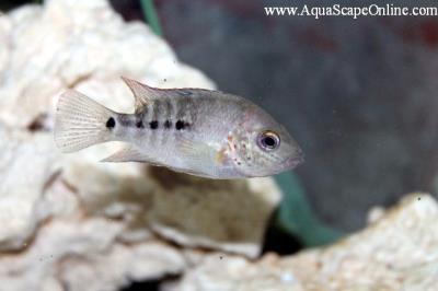 Deppi Cichlid 2" (Herichthys Deppi)