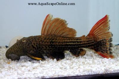 L-25 Double Red Scarlet Pleco 9"-10" (Sao do Felix)
