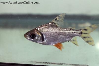 Flagtail Prochilodus 5"-6"