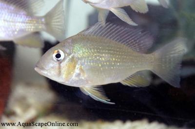 Thread Fin Geophagus 3" (Acarichthys Heckelii)