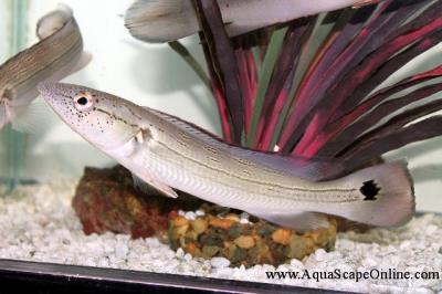 Marble Pike Cichlid 6"-7" (Crenicichla Marmorata)