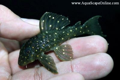 L-082 Opal Spot Pleco 2.5" (Ancistrini sp.)