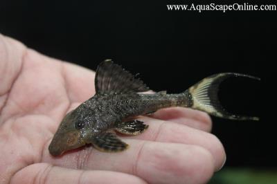 L-090 Papa Panaque (Panaque Bathyphilus)