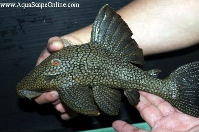 L-330 Spotted Royal 6"-8" (Watermellon Pleco)