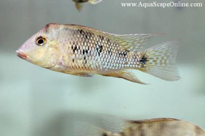Red Hump Geophagus (Red Head) 1.5"-2" (Geophagus Steindachneri)