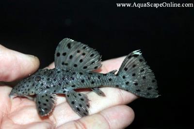 L-264 Sulton Pleco 3.5"-4" (Leporacanthicus Joselimai)