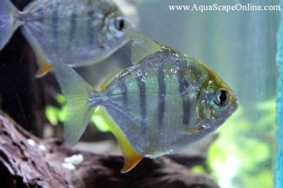 Tiger Striped Silver Dollar 1.5"-2" (Metynnis Fasciatus)