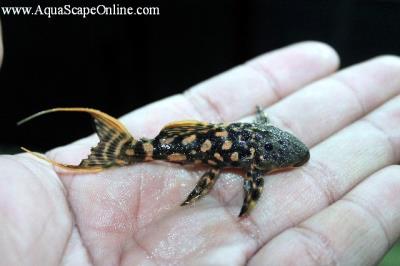 L-273 Red Titanic Pleco 4"-5" (Pseudoacanthicus sp.)