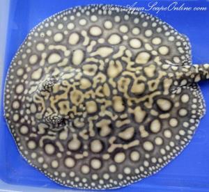 AquaScapeOnline, Online fish store that sells piranhas ...