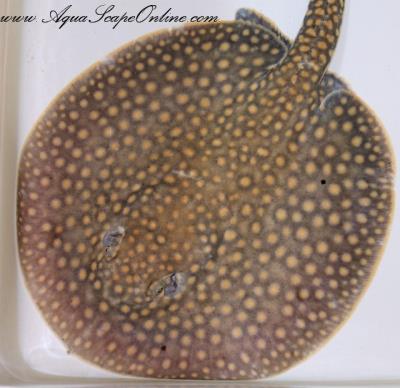 Falkneri Stingray 11"-12" (Potamotrygon Falkneri)