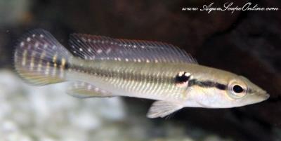 White Spotted Pike 5"-6" (Crenicichla Saxatilis)