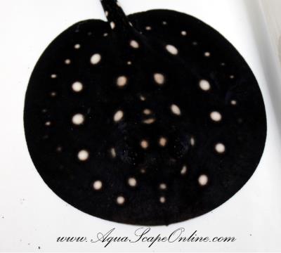 Leopoldi Stingray 7"-9" Female3