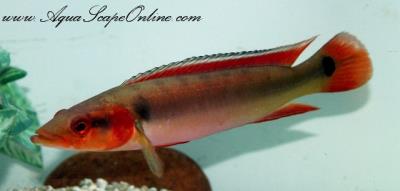 Red Atabapo 6" (Crenicichla Atabapo)