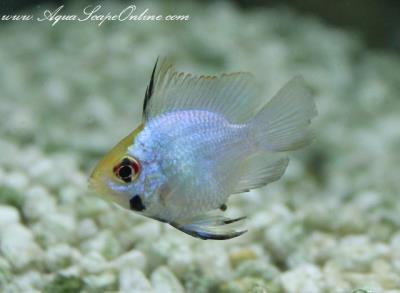 Electric Blue Ram 1.25" (Papiliochromis ramirezi) Short Body