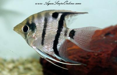 Wild Long-nosed Angelfish 3" (Pterophyllum Dumerilli)